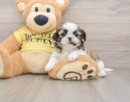 5 week old Shih Tzu Puppy For Sale - Lone Star Pups