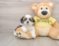 5 week old Shih Tzu Puppy For Sale - Lone Star Pups
