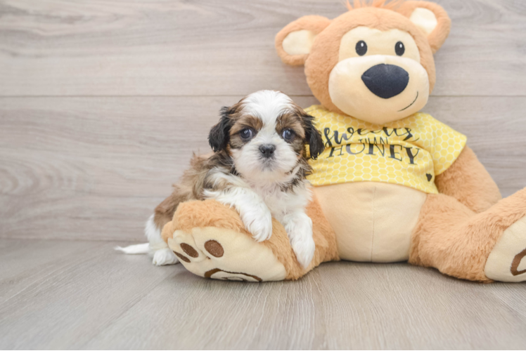 Best Shih Tzu Baby