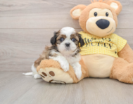 5 week old Shih Tzu Puppy For Sale - Lone Star Pups