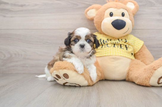 Best Shih Tzu Baby