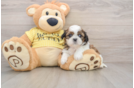 Best Shih Tzu Baby