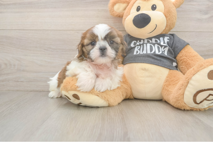 Small Shih Tzu Baby