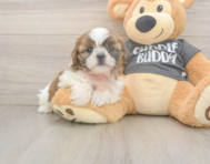 6 week old Shih Tzu Puppy For Sale - Lone Star Pups