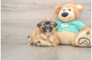 Fluffy Shitzu Purebred Puppy