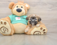 6 week old Shih Tzu Puppy For Sale - Lone Star Pups