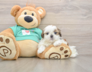 6 week old Shih Tzu Puppy For Sale - Lone Star Pups