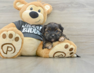 5 week old Shorkie Puppy For Sale - Lone Star Pups