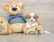 5 week old Shorkie Puppy For Sale - Lone Star Pups