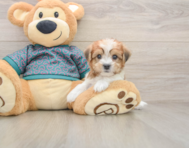 5 week old Shorkie Puppy For Sale - Lone Star Pups