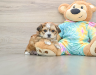 5 week old Shorkie Puppy For Sale - Lone Star Pups