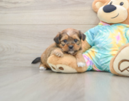 5 week old Shorkie Puppy For Sale - Lone Star Pups