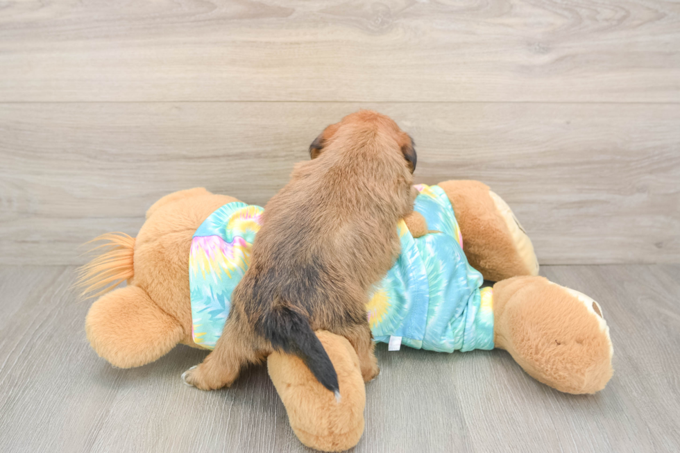 Fluffy Shorkie Designer Pup