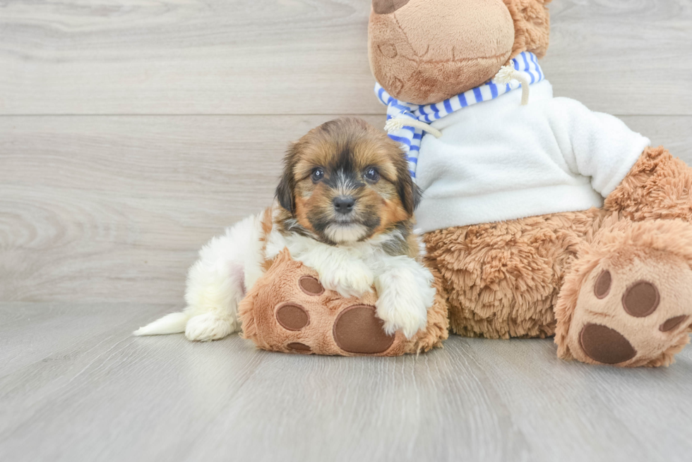 Energetic Shorkie Designer Puppy