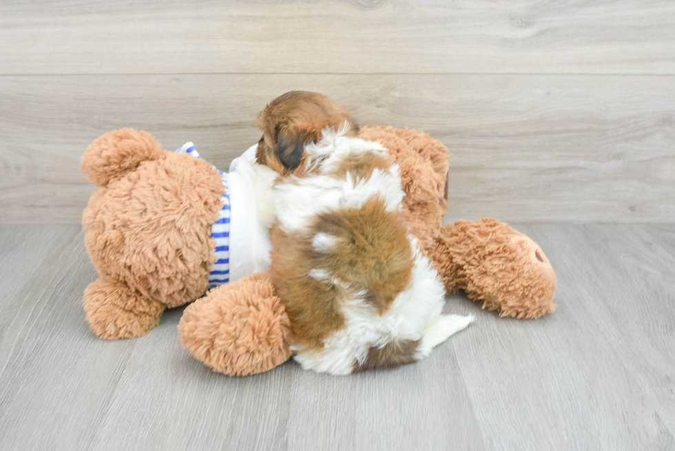 Popular Shorkie Designer Pup