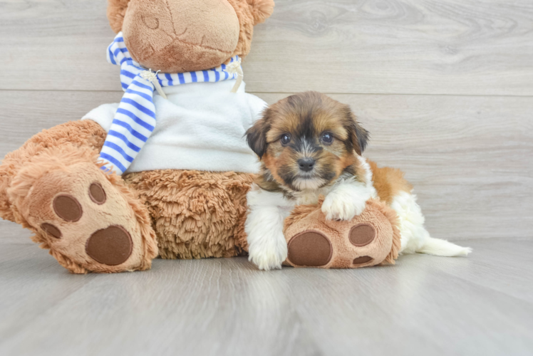 Small Shorkie Baby