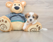 6 week old Shorkie Puppy For Sale - Lone Star Pups