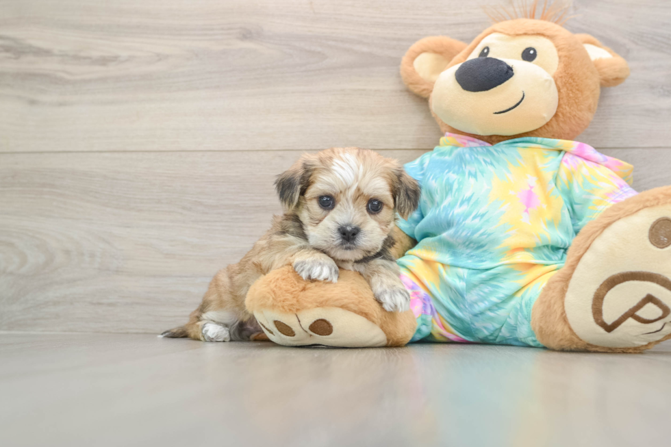 Shorkie Pup Being Cute