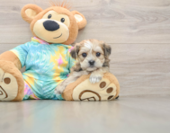 5 week old Shorkie Puppy For Sale - Lone Star Pups