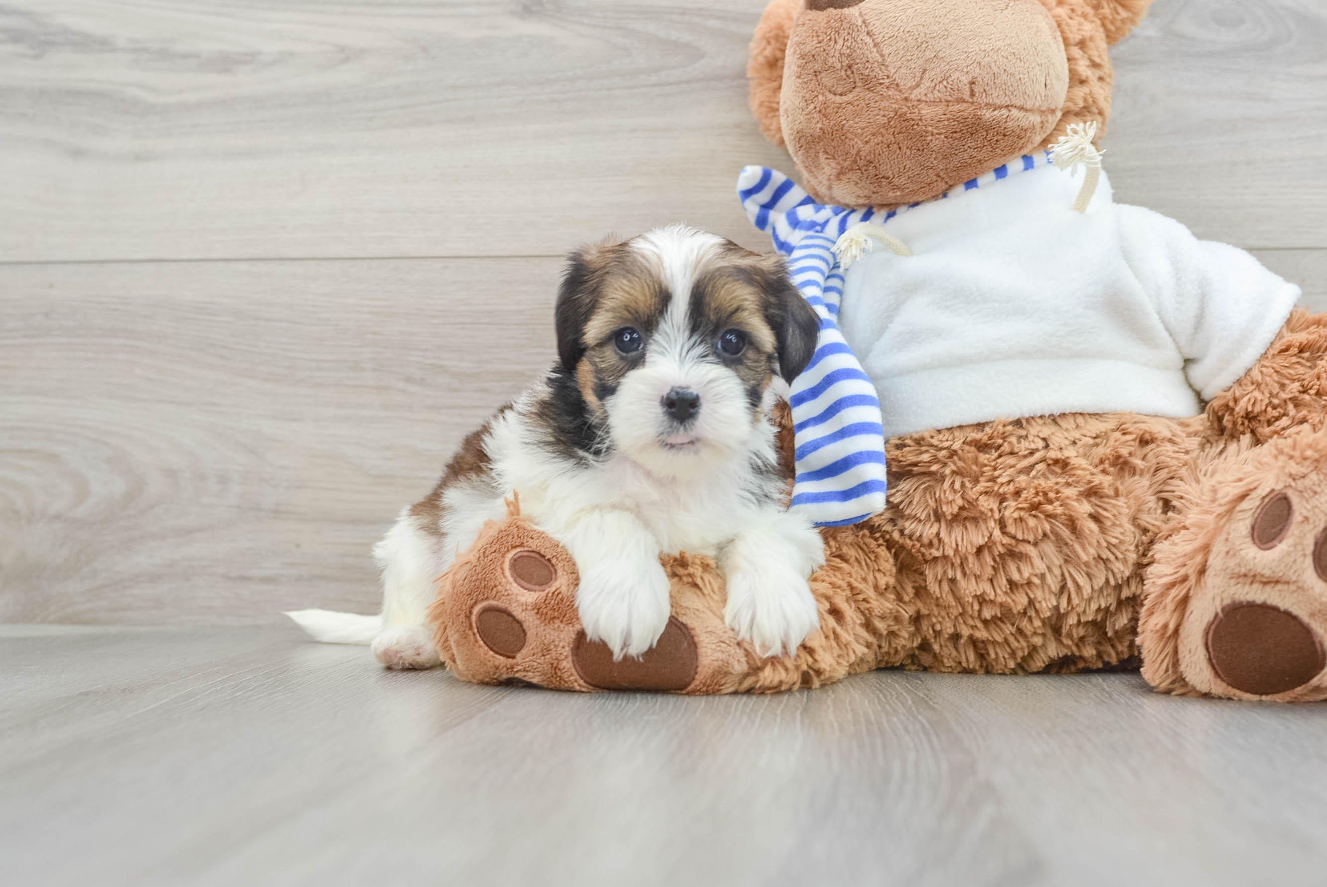 【threetimes】24fw Puppy bolero Cute Shorkie Belinda: 4lb 9oz Designer Puppy