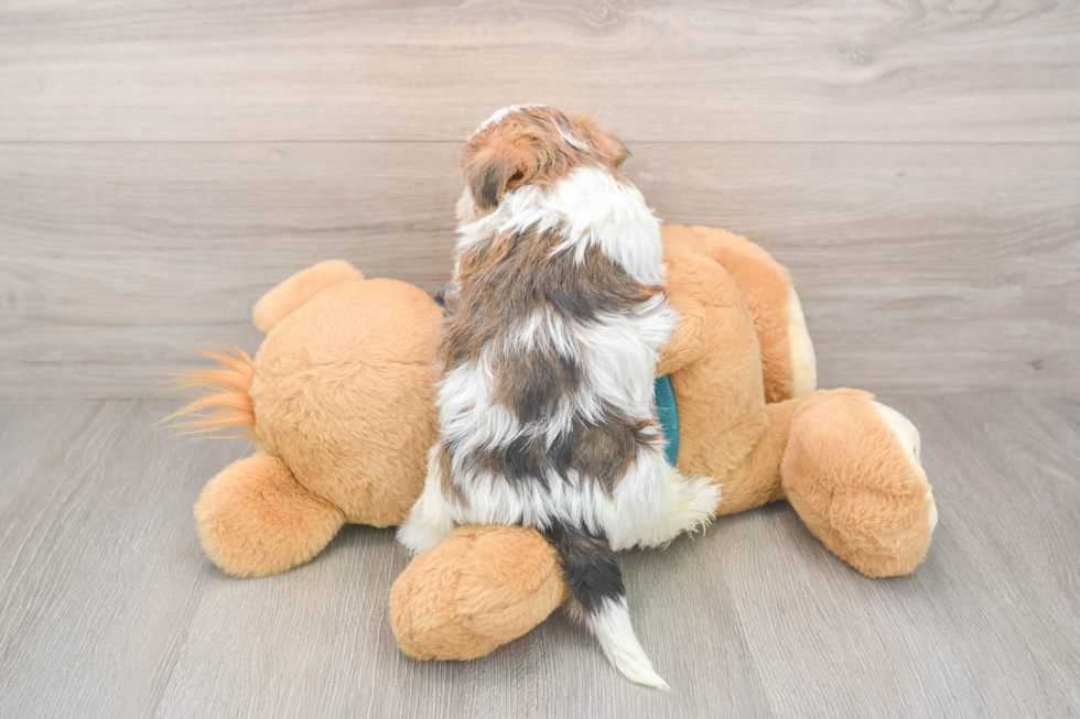 Shorkie Puppy for Adoption