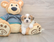 5 week old Shorkie Puppy For Sale - Lone Star Pups