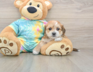 6 week old Shorkie Puppy For Sale - Lone Star Pups