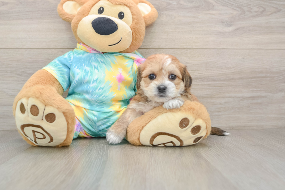 Best Shorkie Baby