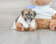 7 week old Shorkie Puppy For Sale - Lone Star Pups