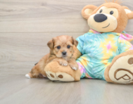 5 week old Shorkie Puppy For Sale - Lone Star Pups