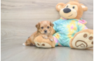 Shorkie Pup Being Cute
