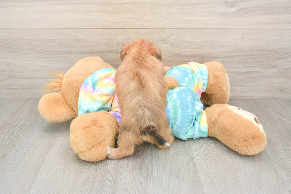 Best Shorkie Baby