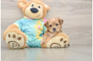 Shorkie Puppy for Adoption