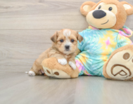 6 week old Shorkie Puppy For Sale - Lone Star Pups