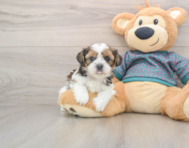 5 week old Shorkie Puppy For Sale - Lone Star Pups