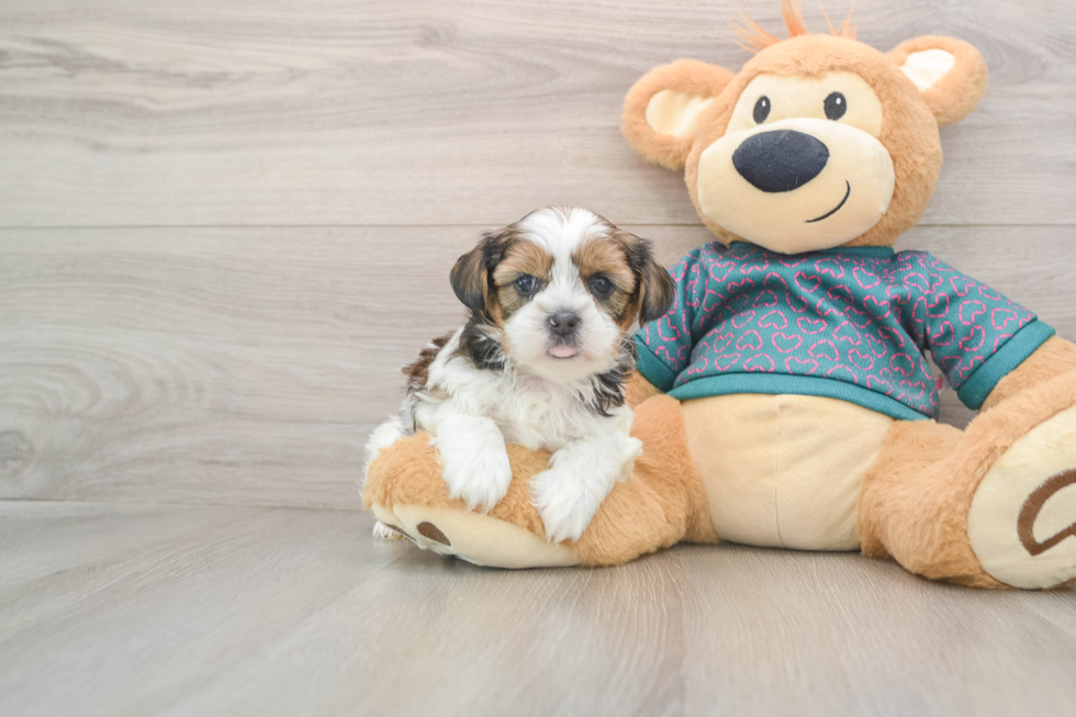 Shorkie Puppy for Adoption