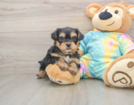 8 week old Shorkie Puppy For Sale - Lone Star Pups