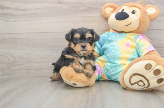 Shorkie Pup Being Cute