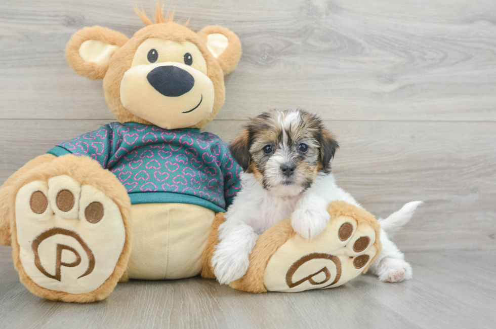 6 week old Shorkie Puppy For Sale - Lone Star Pups