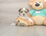 6 week old Shorkie Puppy For Sale - Lone Star Pups