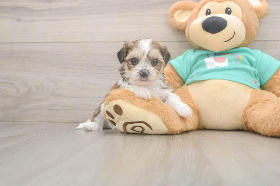 5 week old Shorkie Puppy For Sale - Lone Star Pups