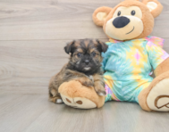 8 week old Shorkie Puppy For Sale - Lone Star Pups