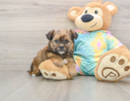 5 week old Shorkie Puppy For Sale - Lone Star Pups