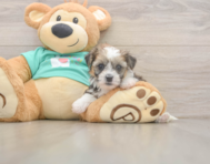 6 week old Shorkie Puppy For Sale - Lone Star Pups
