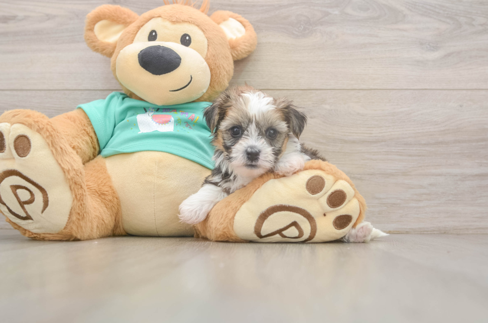 5 week old Shorkie Puppy For Sale - Lone Star Pups