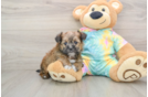 Petite Shorkie Designer Pup