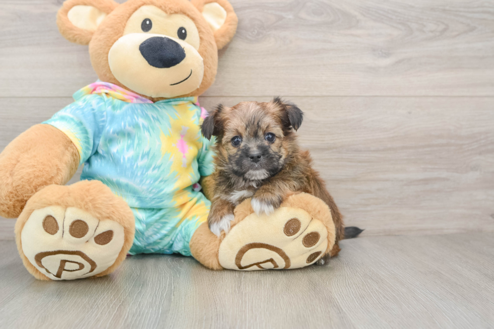 Shorkie Puppy for Adoption