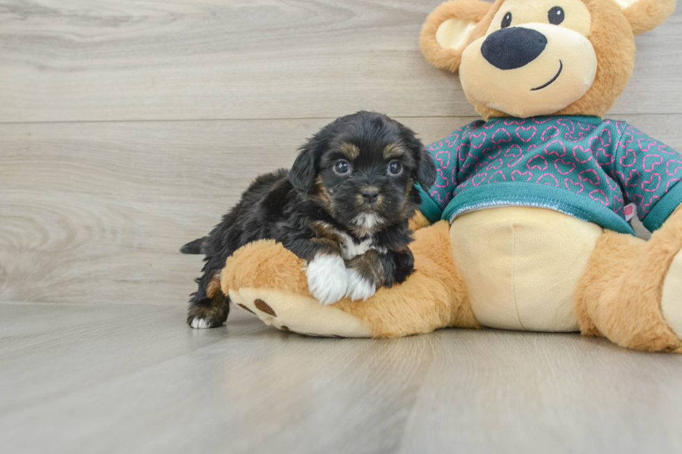 Shorkie Pup Being Cute