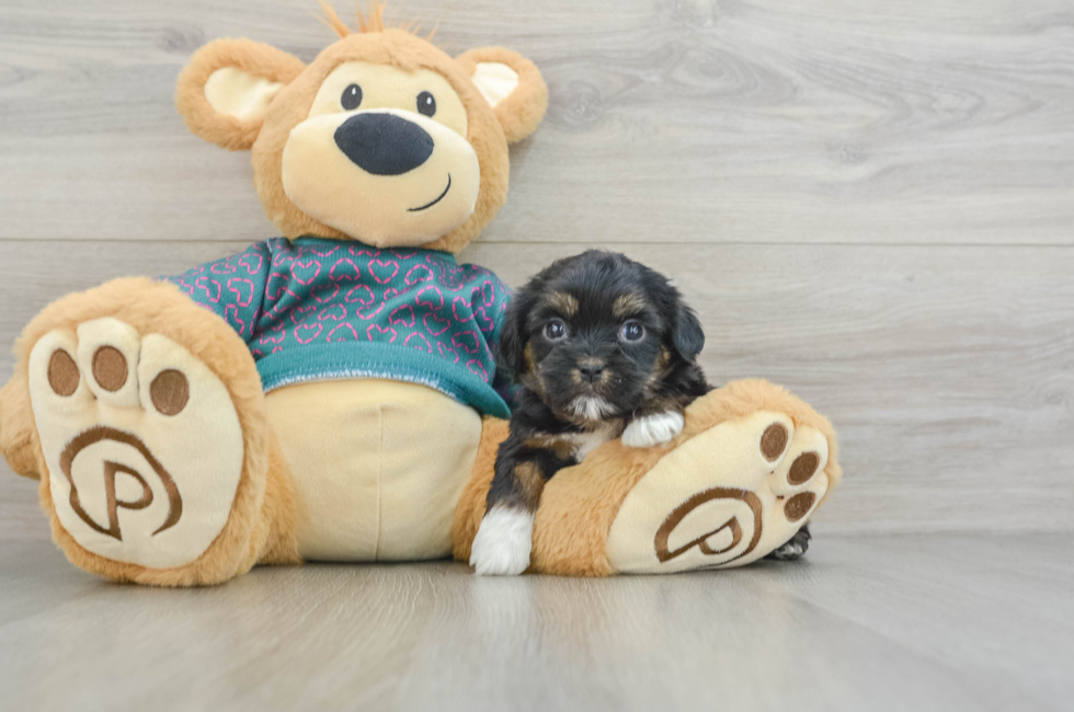 6 week old Shorkie Puppy For Sale - Lone Star Pups