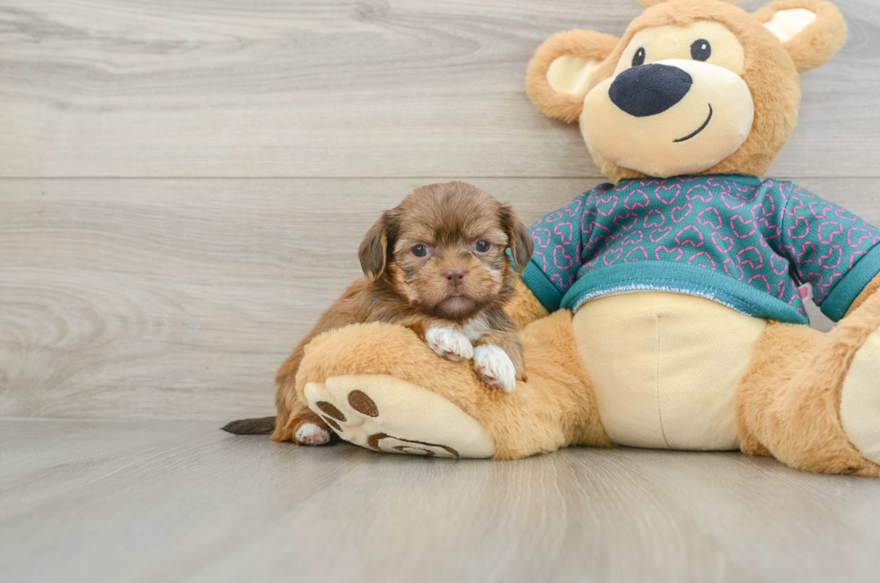 6 week old Shorkie Puppy For Sale - Lone Star Pups